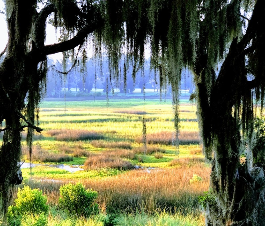 view of the wild vegetation from under the trees