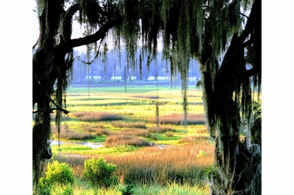 view of the wild vegetation from under the trees